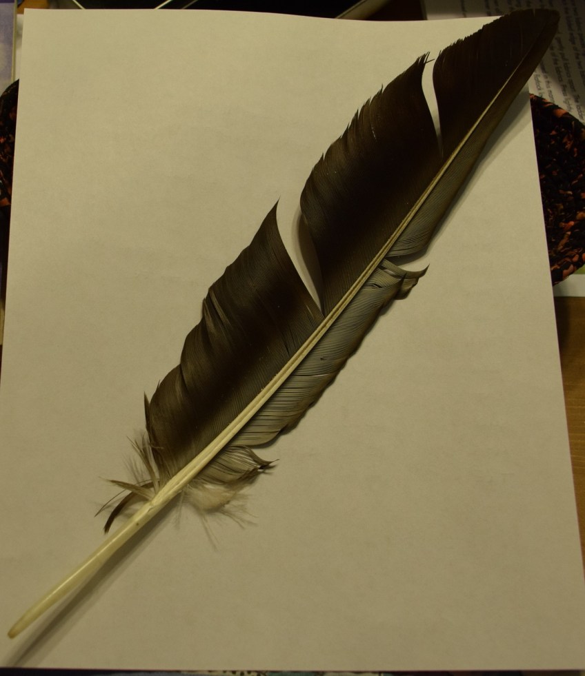 Vulture feather