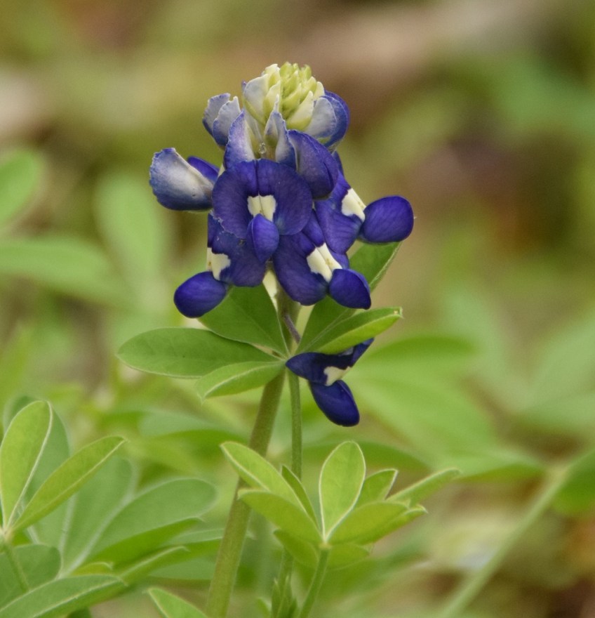 A bluebonnet