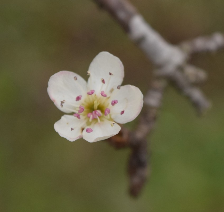 The bloom on the Bradford Pear tree