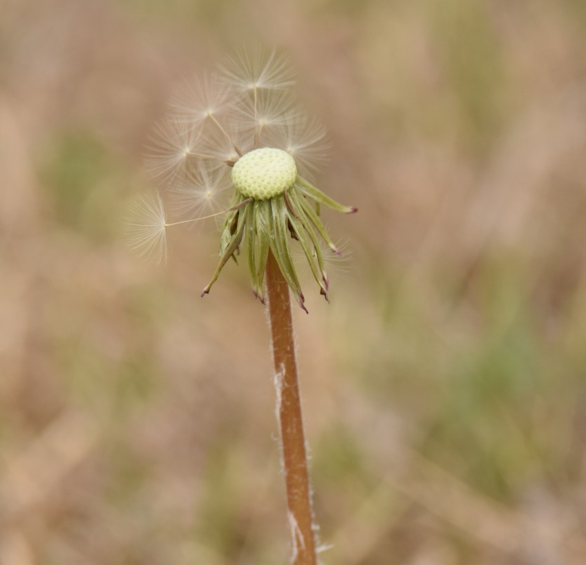 Dandelion in the wind
