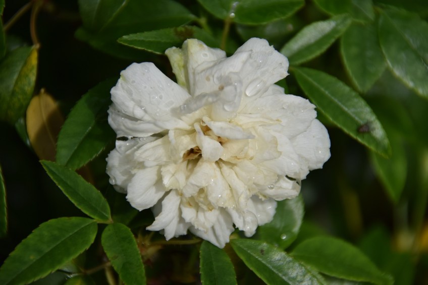 White Lady Banks rose