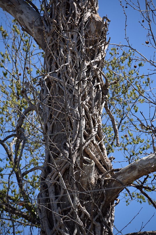 Tree with lots of vines