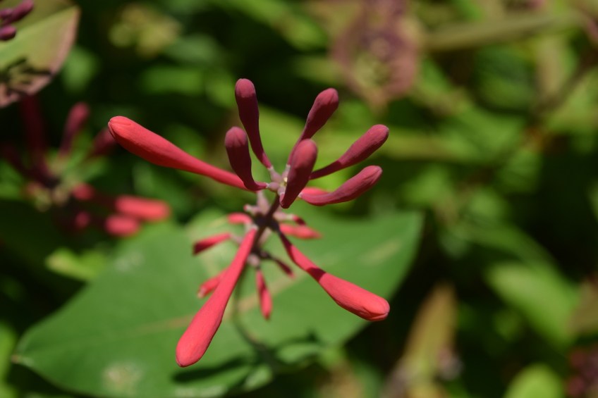Honeysuckle
