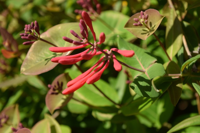 Honeysuckle
