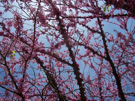 Mexican Redbud in full bloom