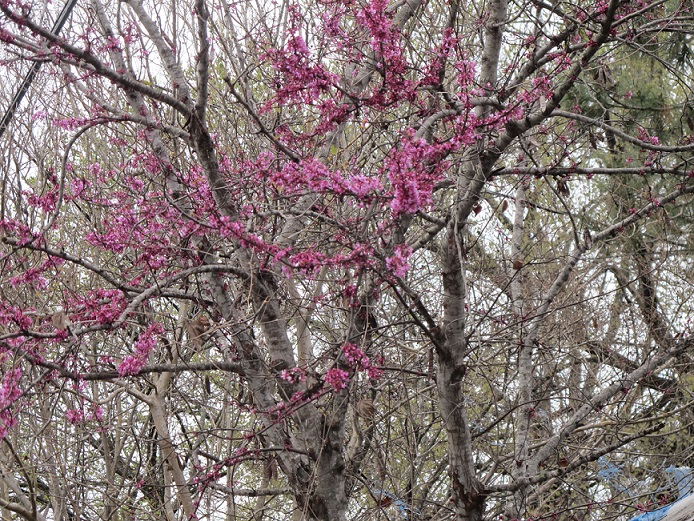 Mexican Redbud, starting to bloom