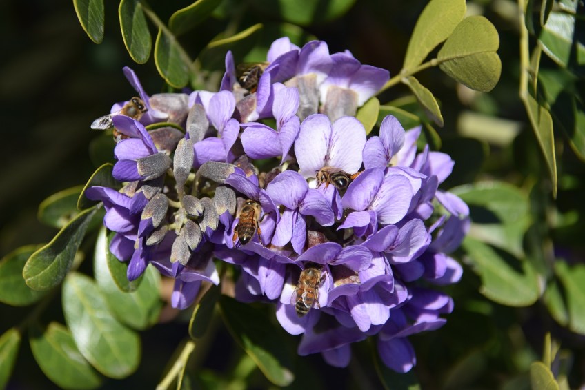 A Mountain Laurel bloom with five bees collecting pollen