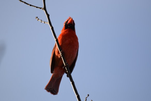 A male Northern Cardinal at the top of a tree, singing