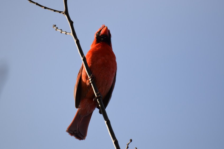A male Northern Cardinal at the top of a tree, singing