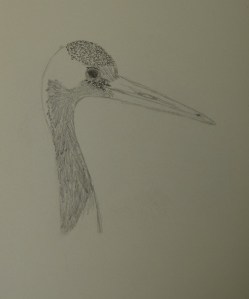 Sketch of the Red-crowned Crane 