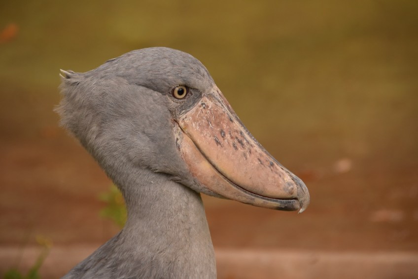 Shoebill Stork at the Houston Zoo