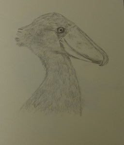 Sketch of the Shoebill Stork at the Houston Zoo