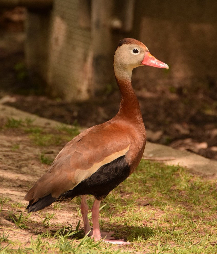 Black-bellied Whistling Duck at McGovern Lake, Houston, Texas
