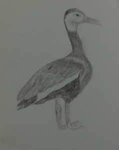 Sketch of the Black-bellied Whistling Duck