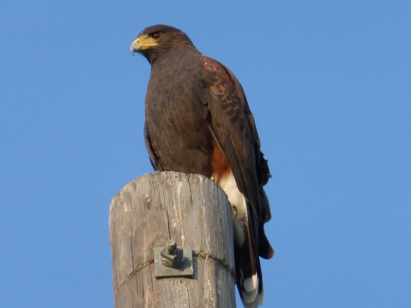 Harris Hawk