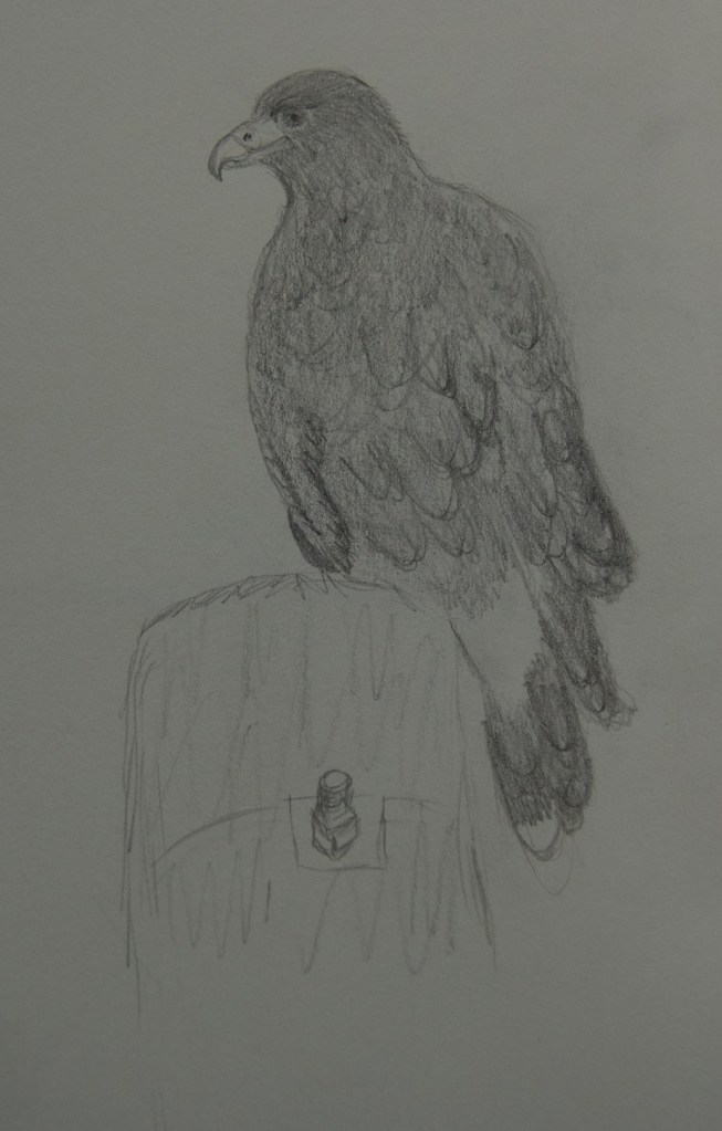 Sketch of a Harris Hawk