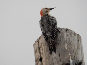 Ladder-backed Woodpecker
