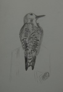 Sketch of a Ladder-backed Woodpecker