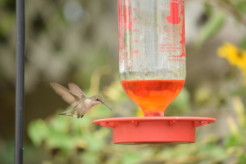 Hummingbird flying to a feeder