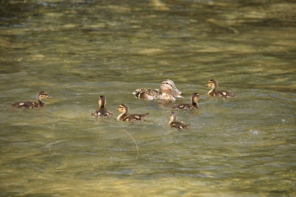 Female Mallard duck and her ducklings