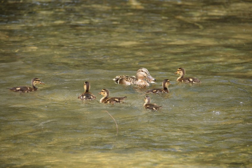 Female Mallard duck and her ducklings