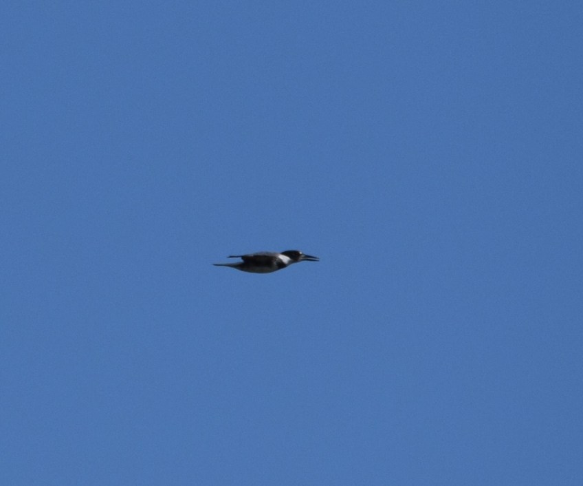 Photo of a Belted Kingfisher in flight