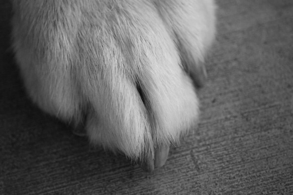 Dusty's paw