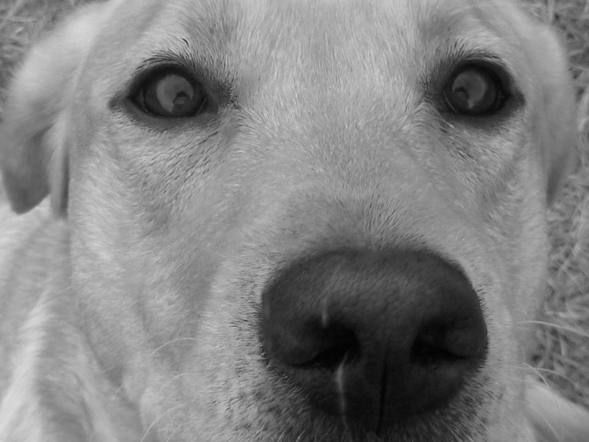 A close up of Dusty, mostly his face