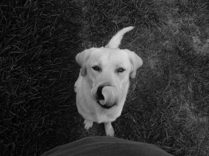 Dusty licking his nose