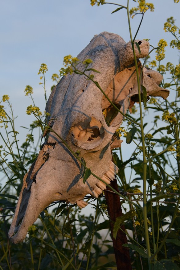 A cow skull on a fence post, in the midst of yellow flowers 