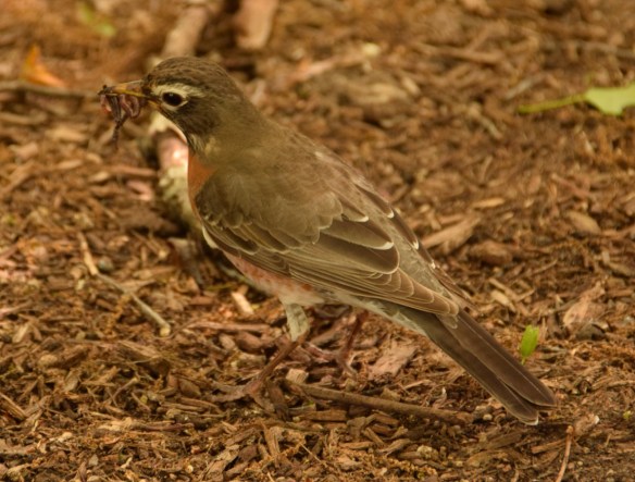An American Robin with breakfast. Yummy! 