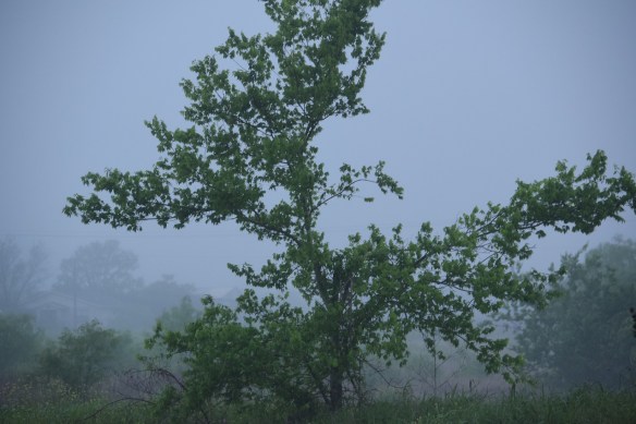 Tree in a grey mist