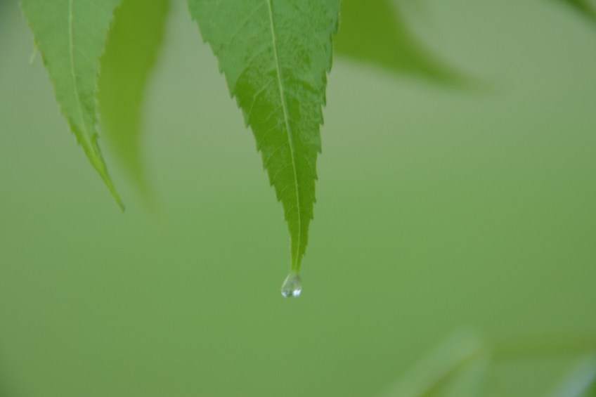 Green leaf with one drop of dew
