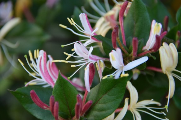 Honeysuckle