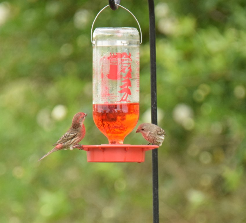 Liquid food for the birds