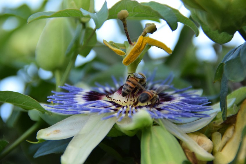 Passion flower with two bee butts