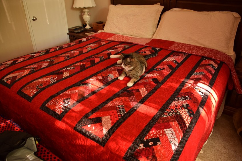 Quilt on my brother's bed; cat on the quilt