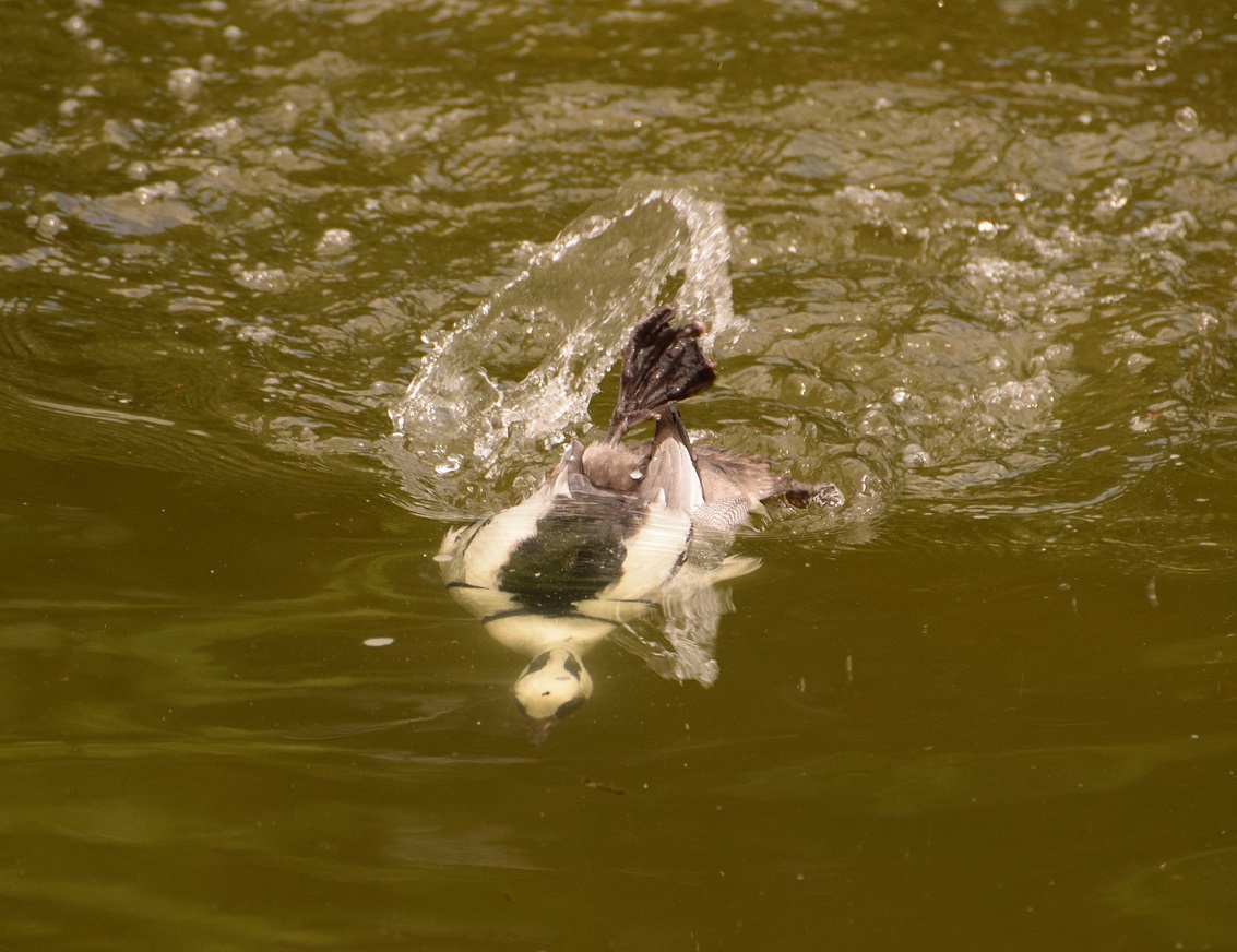 Smew diving underwater for food