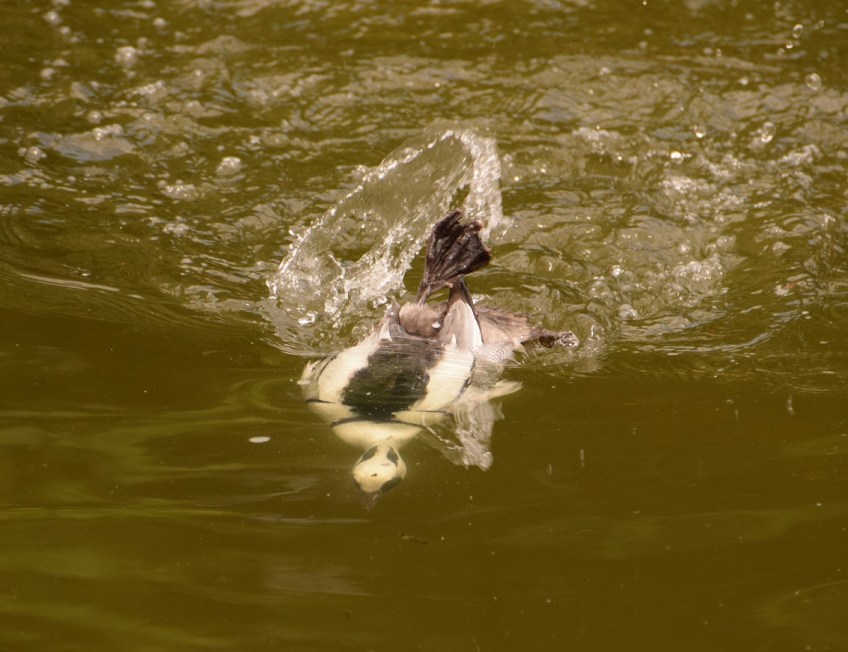 Smew diving underwater for food