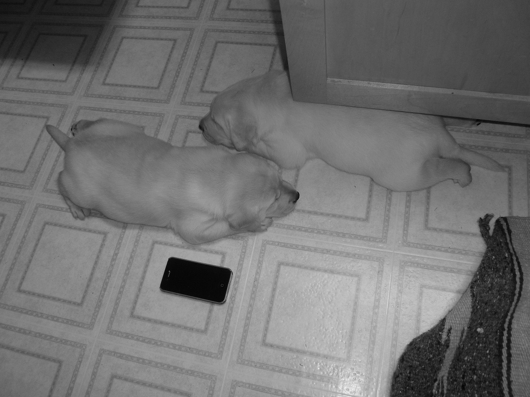 Two tired, roly-poly puppies next an iPhone (for size comparison).  