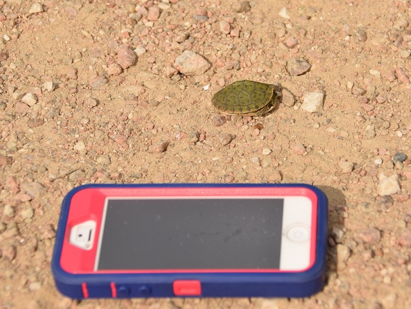 iPhone 5 for size comparison