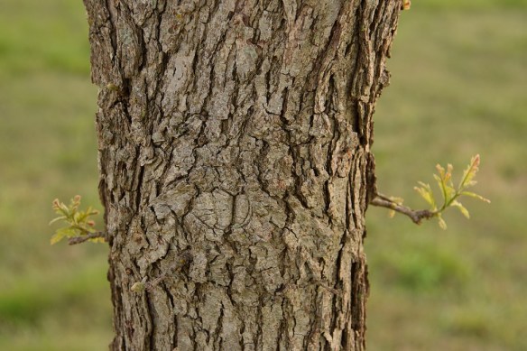 A trunk of a Burr Oak tree with two new twigs starting to grow out, one on each side