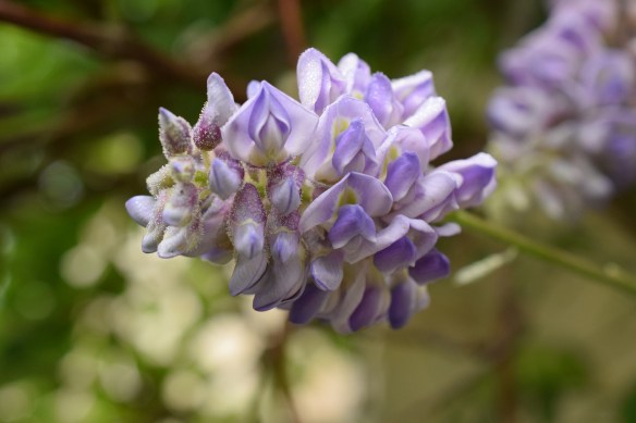Wisteria in bloom