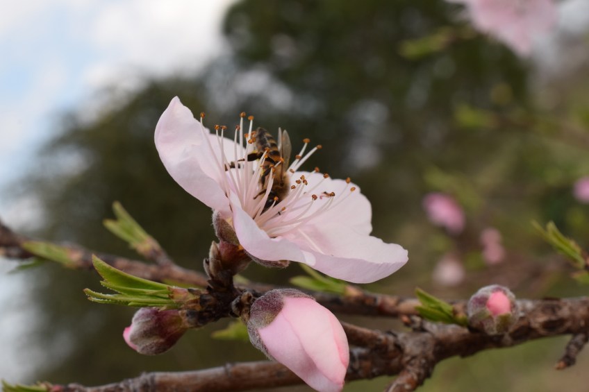 Peach blooms 2015