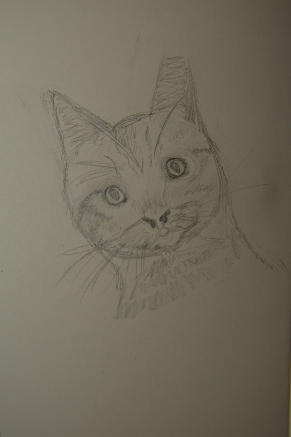 Sketch of Donald the cat