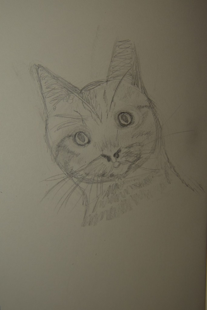 Sketch of Donald the cat