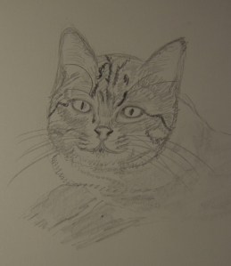 Sketch of Willa The Cat