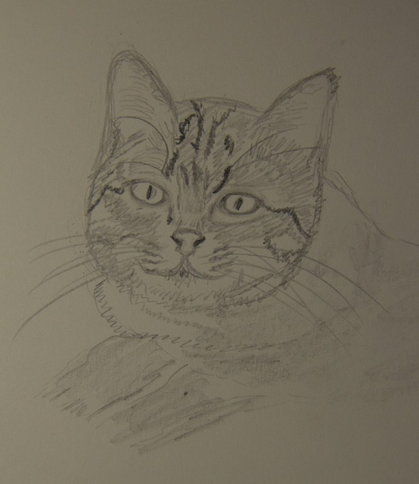 Sketch of Willa The Cat