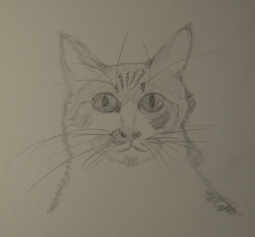 Sketch of Marvin The Cat