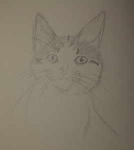 Sketch of Rush The Kitten with big ears